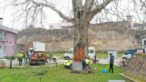 Bursa’nın çınarları koruma altında